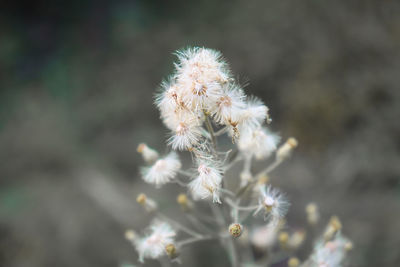 Close-up of white dandelion flower