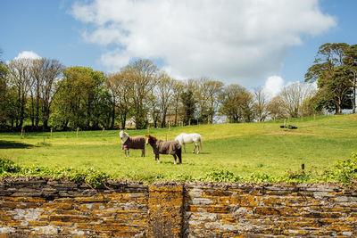 Horses grazing on field against sky