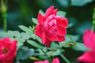 Close-up of pink rose