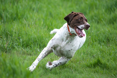 Dogs on grassy field