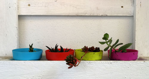 Potted plant against wall