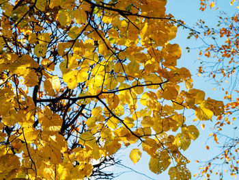 Low angle view of yellow maple leaves against sky