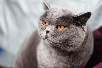 Close-up portrait of a cat