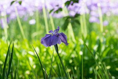 Close-up of purple flower blooming on field