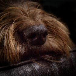 Close-up of a dog