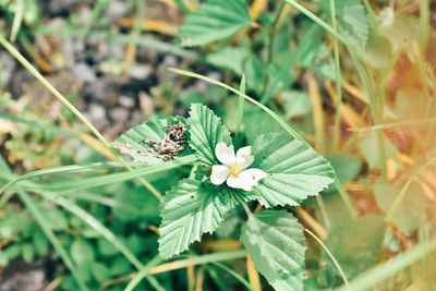 Close-up of green plant