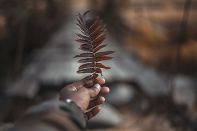 Close-up of hand holding plant during autumn