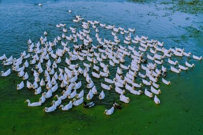 High angle view of duck swimming on pond