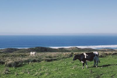 Cows standing on field by sea against clear sky