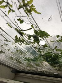 High angle view of plants in greenhouse