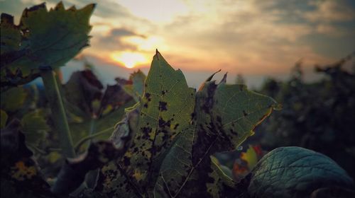 Close-up of fresh plants against sky during sunset