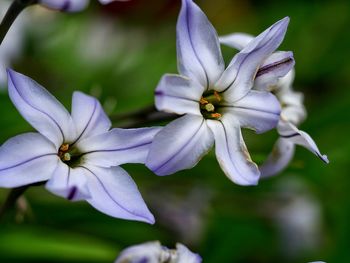 Close-up of flower blooming outdoors