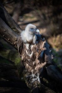 Close-up of owl perching on branch