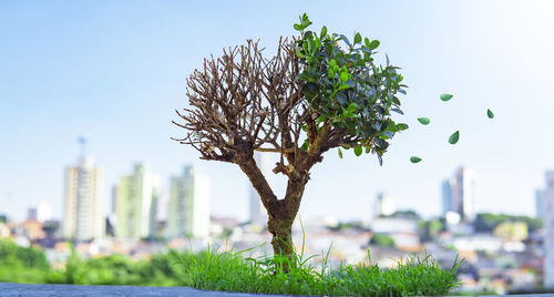 Close-up of plant against buildings in city