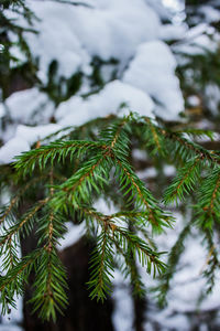 Close-up of pine tree during winter