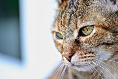 Close-up portrait of a cat looking away