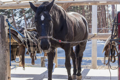 Horse standing in pen