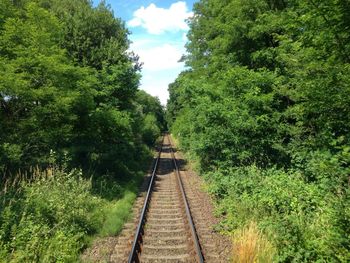 Railroad track amidst trees