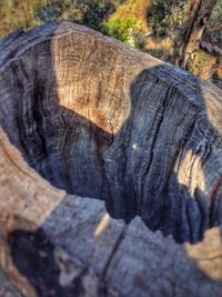 Close-up of tree stump