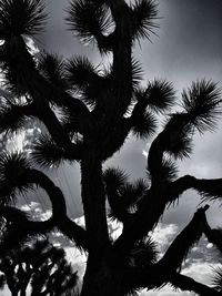 Low angle view of palm trees