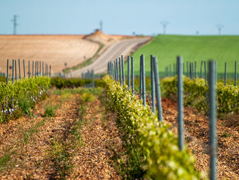 View of vineyard against sky