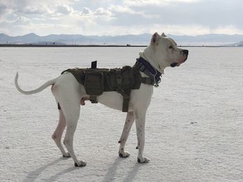 Dog standing on beach