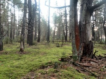 Scenic view of forest