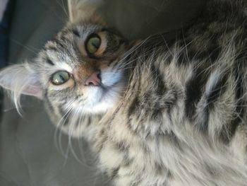 pet