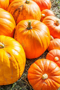 Close-up of pumpkins