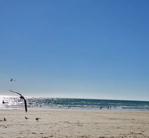 Scenic view of beach against clear blue sky