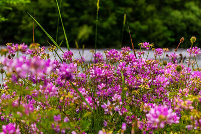 A floral wide angle shot pattern of pink flowers growing in the wild