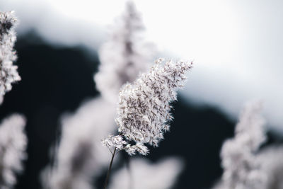 Close-up of snow on tree