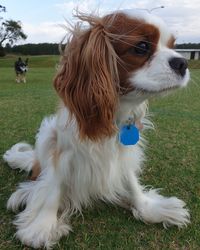 Dog on field