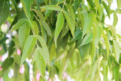 Close-up of fresh green leaves