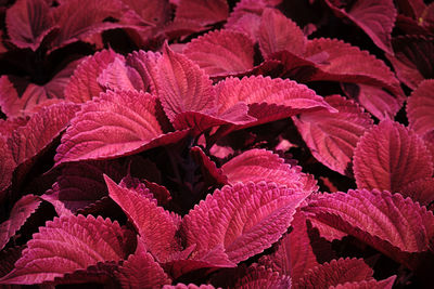 Full frame shot of red flowering plant