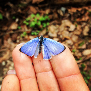 Close-up of butterfly on hand