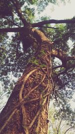 Low angle view of tree against sky