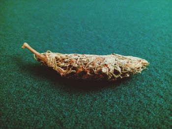 Close-up of marijuana on rug