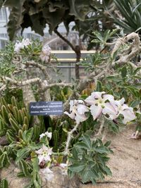 Close-up of white flowering plants