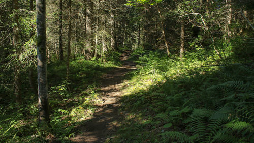 Trees in forest