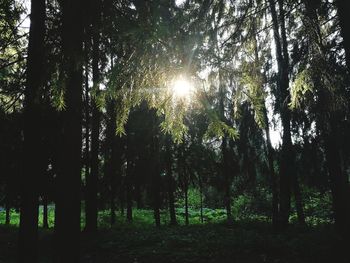 Sunlight streaming through trees in forest