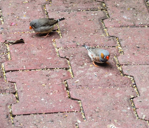 High angle view of bird on footpath