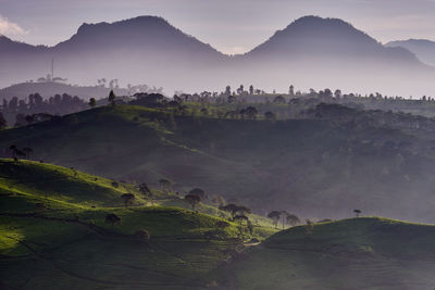 Scenic view of tea plantation in the misty morning