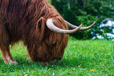 Scottisch highlander graze in a field in the netherlands