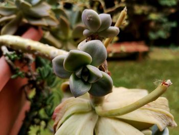 Close-up of flowering plant