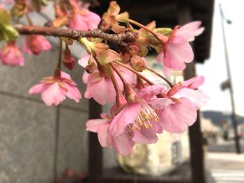 Close-up of pink flowers blooming outdoors