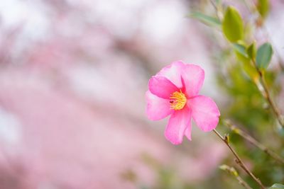 Close-up of pink flower blooming outdoors