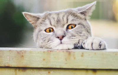 Close-up portrait of cat