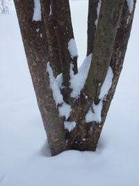 Close-up of frozen tree against sky