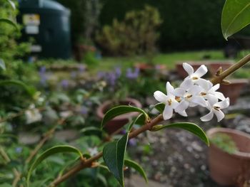 Close-up of white flowering plant